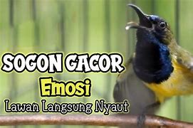 Suara Burung Sogon Gacor